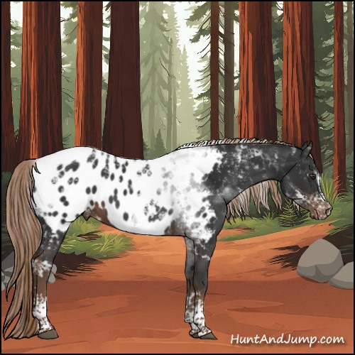 Horse Color:White Spotted Liver Chestnut Tobiano Appaloosa 