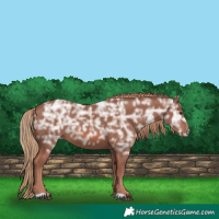 Horse Color:Chestnut Ice Rabicano 