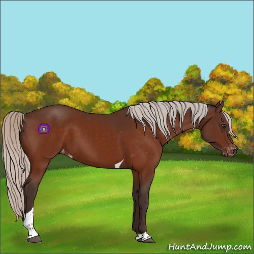 Horse Color:Silver Brown Tobiano Appaloosa 