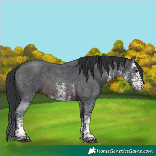 Horse Color:White Spotted Brown 