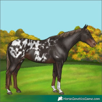 Horse Color:Liver Chestnut Tobiano Appaloosa 