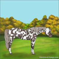 Horse Color:Silver Black Tobiano Appaloosa 