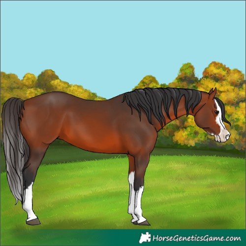 Horse Color:Bay Splash 