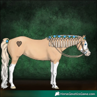 Horse Color:Gold Champagne Splash 