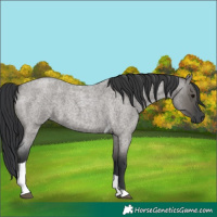 Horse Color:Grullo Roan Tobiano 