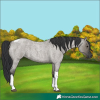 Horse Color:Grullo Roan Tobiano