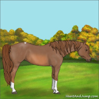 Horse Color:Red Roan Tobiano 