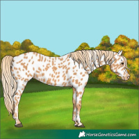 Horse Color:Chestnut Appaloosa