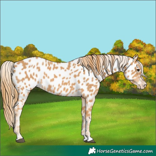 Horse Color:Chestnut Appaloosa 