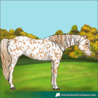 Horse Color:Chestnut Appaloosa 