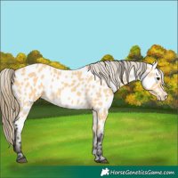 Horse Color:Buckskin Near Leopard 