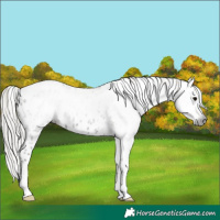 Horse Color:Gray Silver Black Tobiano Appaloosa