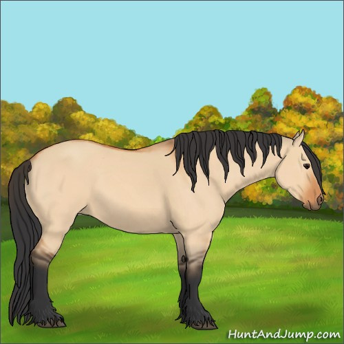 Horse Color:Bay Dun 