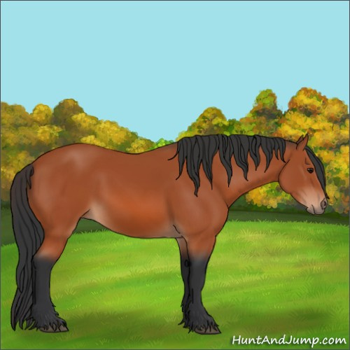 Horse Color:Bay 
