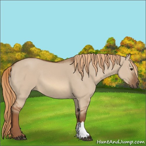 Horse Color:Red Dun 