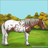 Horse Color:Silver Bay Tobiano Appaloosa 