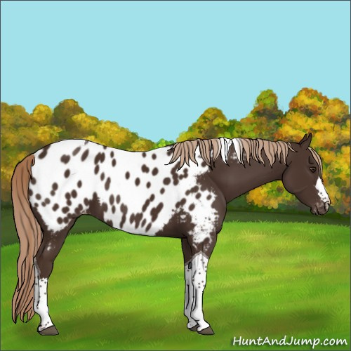 Horse Color:Liver Chestnut Tobiano Appaloosa 