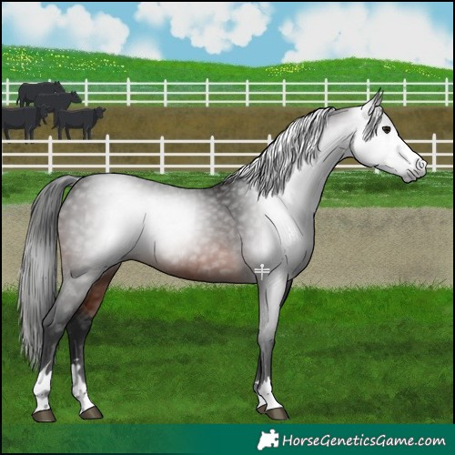 Horse Color:Gray Brown 