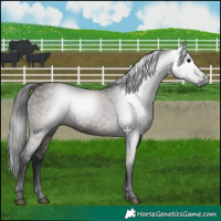 Horse Color:Gray Grullo 