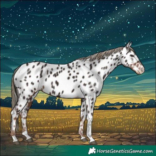 Horse Color:Liver Chestnut Tobiano Appaloosa 