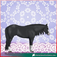 Horse Color:Black and Black Rabicano