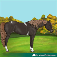 Horse Color:Liver Chestnut Tobiano Appaloosa