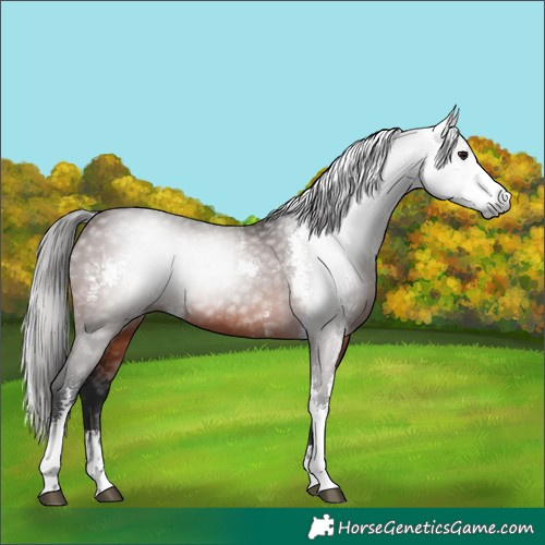 Horse Color:Gray Bay Sabino