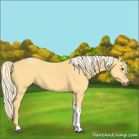 Horse Color:Palomino Tobiano 