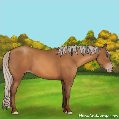 Horse Color:Gray Silver Sable Champagne 