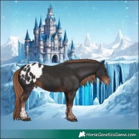 Horse Color:Liver Chestnut Tobiano Appaloosa 