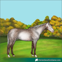 Horse Color:Gray Silver Sable Champagne 