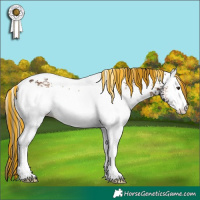 Horse Color:Painted White Spotted Liver Red Onyx Tobiano Rabicano 