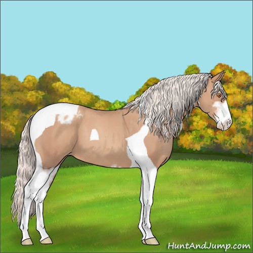 Horse Color:Silver Classic Champagne Sabino Tobiano Varnish 