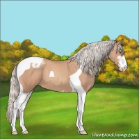 Horse Color:Silver Classic Champagne Sabino Tobiano Varnish 