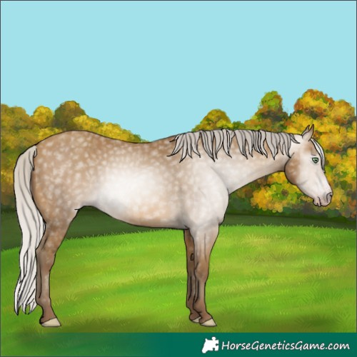 Horse Color:Gray Silver Sable Cream Champagne 