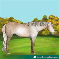 Horse Color:Gray Silver Sable Cream Champagne 