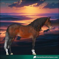 Horse Color:Brown Appaloosa