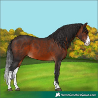 Horse Color:Brown Sabino 