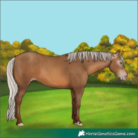 Horse Color:Gray Silver Sable Champagne 