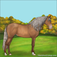 Horse Color:Gray Silver Sable Champagne 