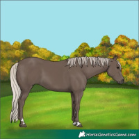 Horse Color:Silver Black 