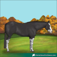 Horse Color:Smoky Black  and Smoky Black Splash 