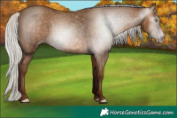 Horse Color:Gray Silver Sable Champagne 