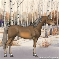 Horse Color:Chocolate Palomino 