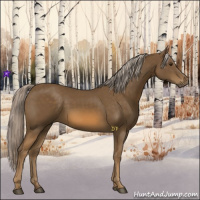 Horse Color:Chocolate Palomino 