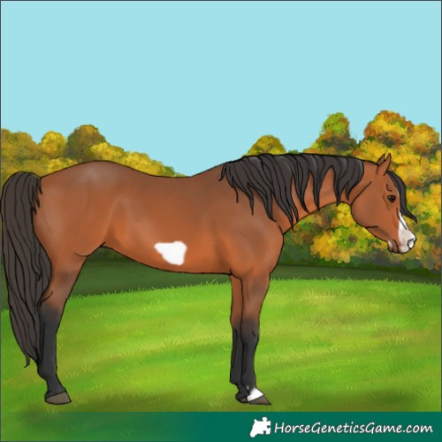 Horse Color:Bay Frame 