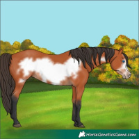 Horse Color:Bay Frame 