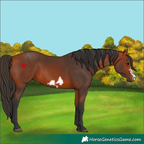 Horse Color:Bay Frame 