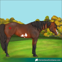 Horse Color:Bay Frame 