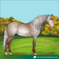 Horse Color:Gray Silver Sable Champagne 